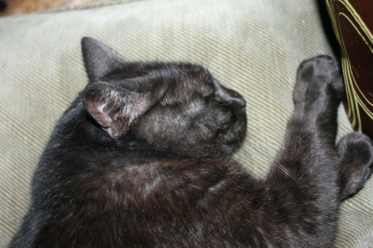 Picture of a cat / kitten / feline