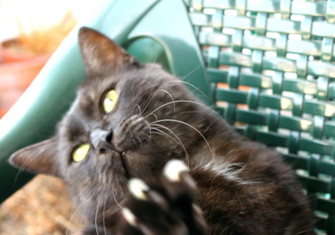 Picture of a cat / kitten / feline