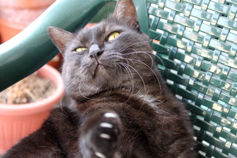 Picture of a cat / kitten / feline