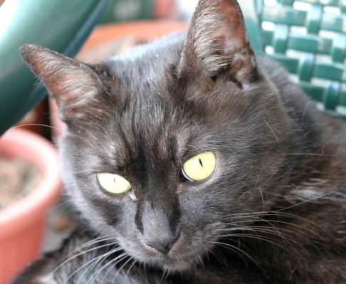 Picture of a cat / kitten / feline