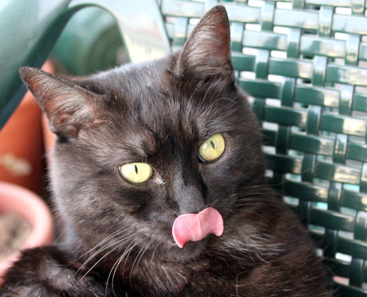 Picture of a cat / kitten / feline