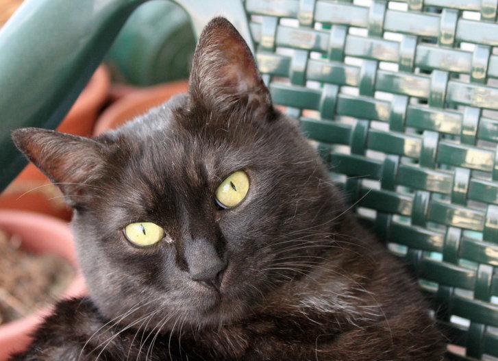 Picture of a cat / kitten / feline