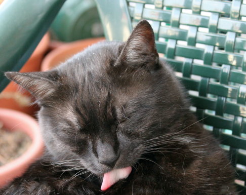 Picture of a cat / kitten / feline