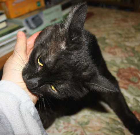 Picture of a cat / kitten / feline