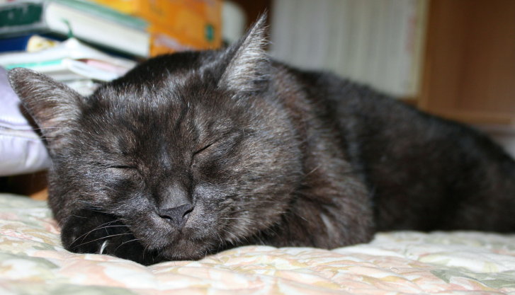 Picture of a cat / kitten / feline