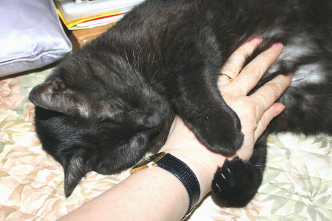 Picture of a cat / kitten / feline