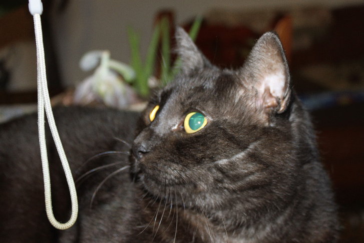 Picture of a cat / kitten / feline