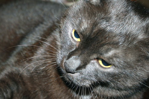 Picture of a cat / kitten / feline