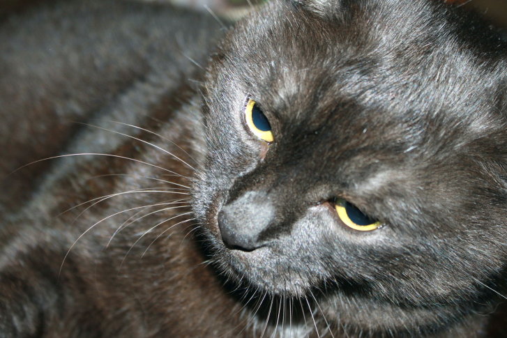 Picture of a cat / kitten / feline