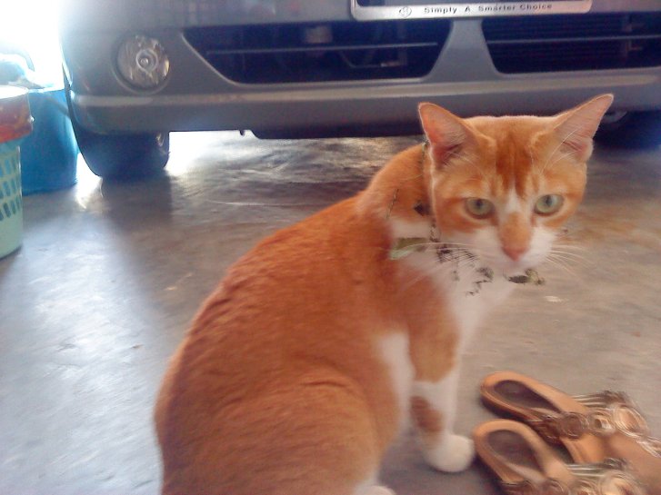 Picture of a cat / kitten / feline