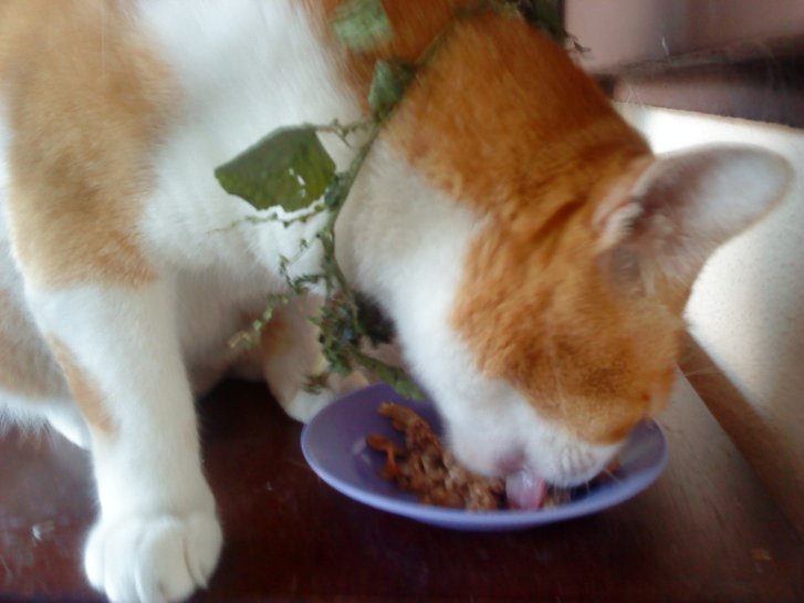 Picture of a cat / kitten / feline