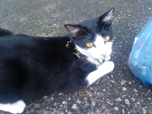 Picture of a cat / kitten / feline