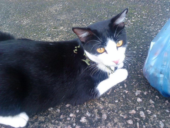 Picture of a cat / kitten / feline