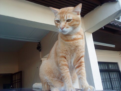 Picture of a cat / kitten / feline