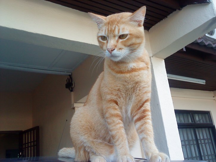 Picture of a cat / kitten / feline