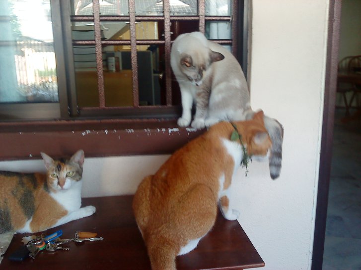 Picture of a cat / kitten / feline