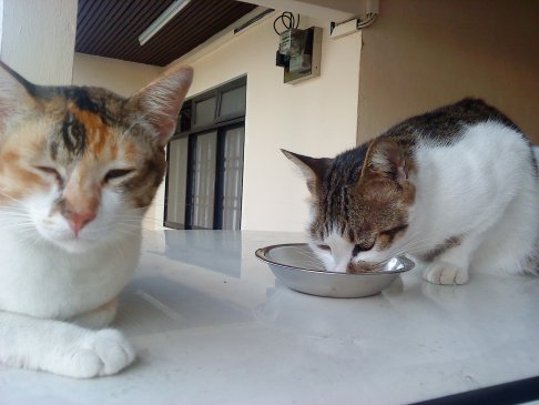 Picture of a cat / kitten / feline