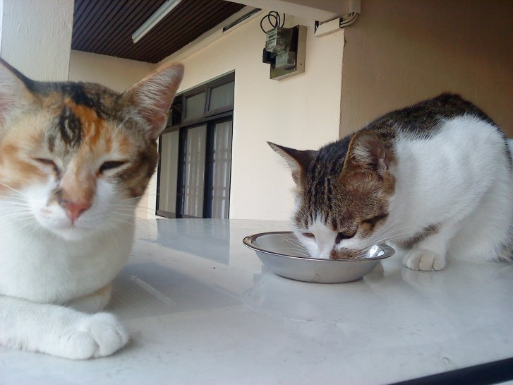 Picture of a cat / kitten / feline