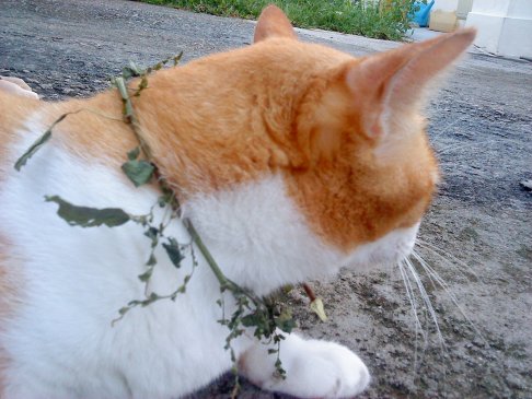 Picture of a cat / kitten / feline