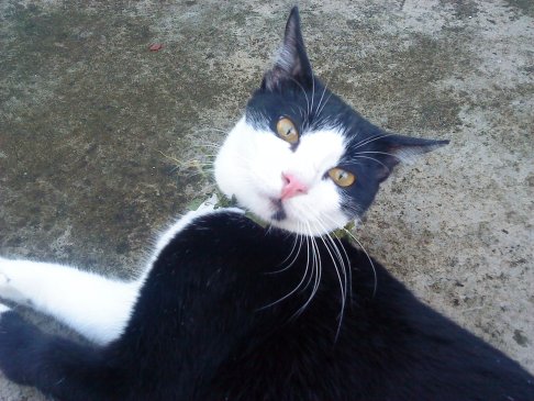 Picture of a cat / kitten / feline