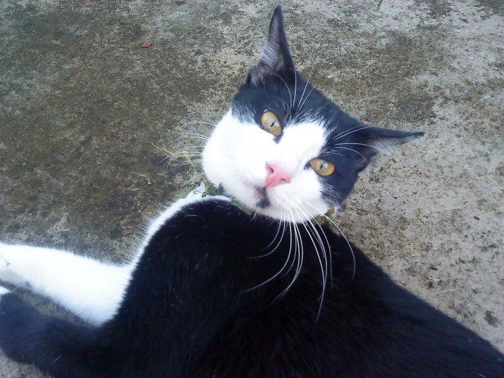 Picture of a cat / kitten / feline