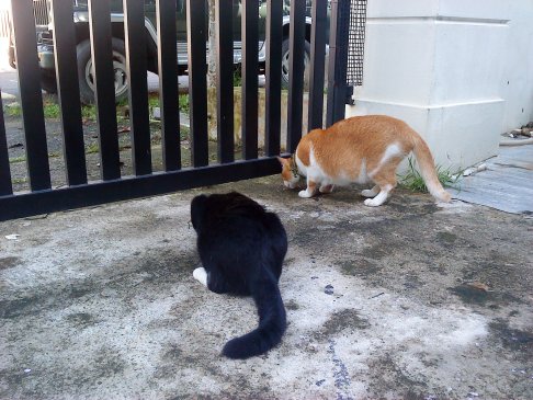 Picture of a cat / kitten / feline