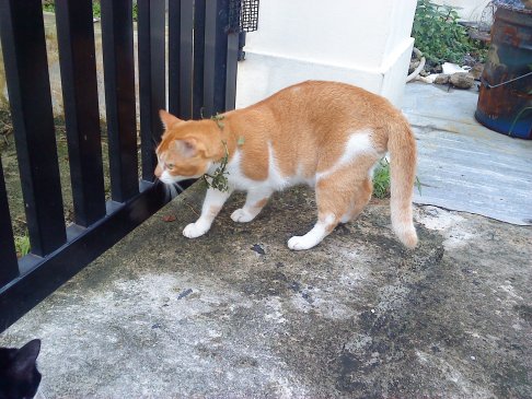 Picture of a cat / kitten / feline