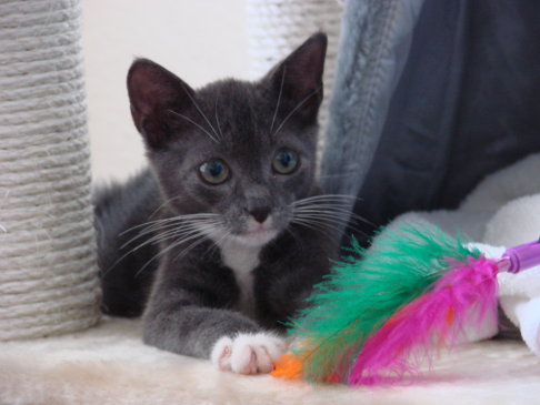 Picture of a cat / kitten / feline