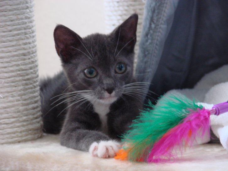 Picture of a cat / kitten / feline