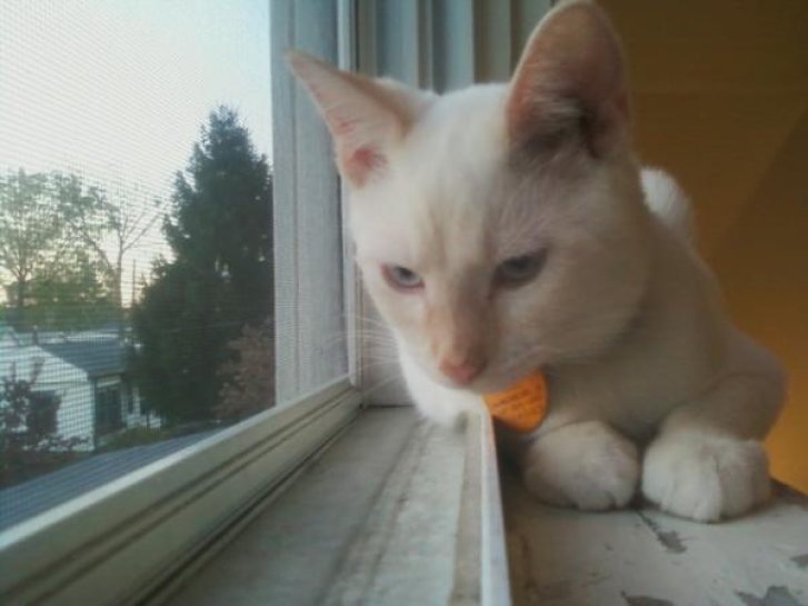 Picture of a cat / kitten / feline