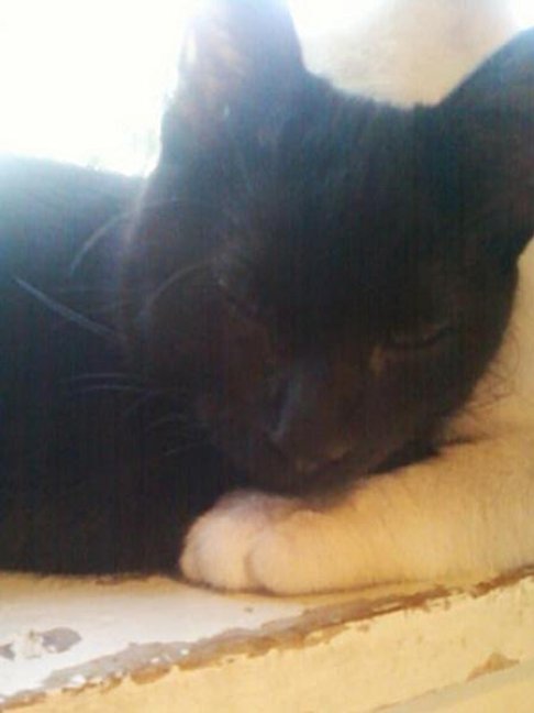 Picture of a cat / kitten / feline