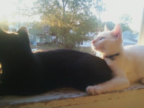 Picture of a cat / kitten / feline