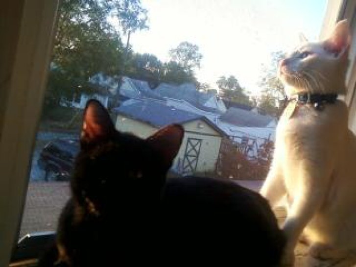 Picture of a cat / kitten / feline