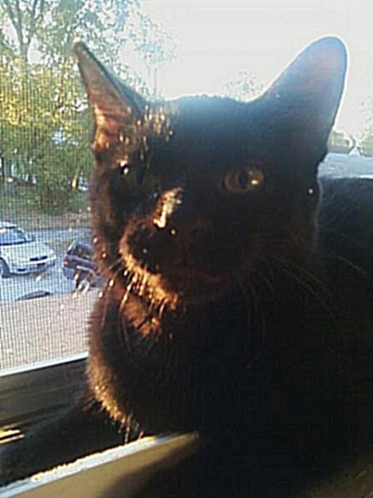 Picture of a cat / kitten / feline