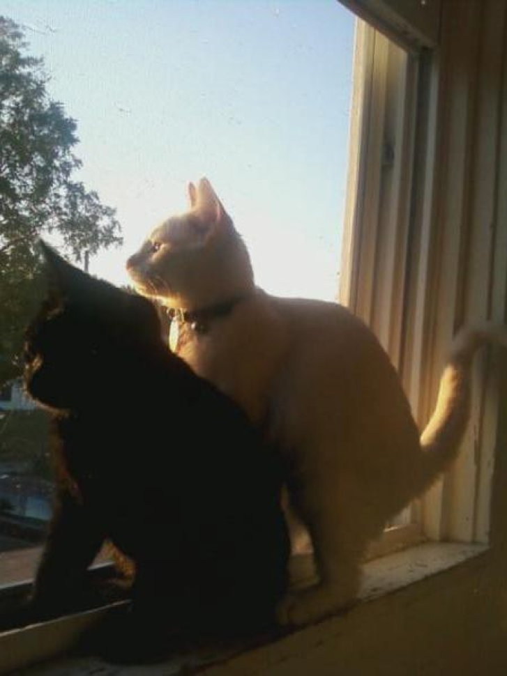 Picture of a cat / kitten / feline