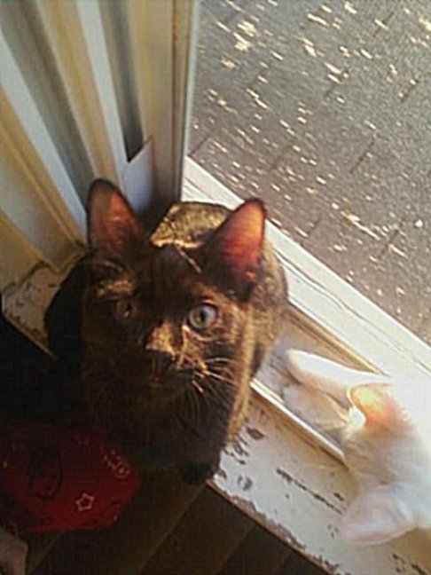 Picture of a cat / kitten / feline