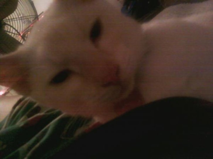 Picture of a cat / kitten / feline