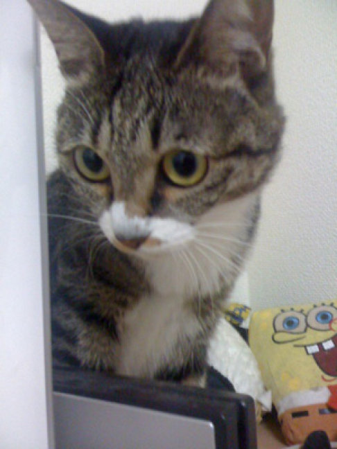 Picture of a cat / kitten / feline