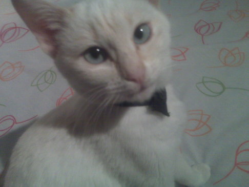 Picture of a cat / kitten / feline