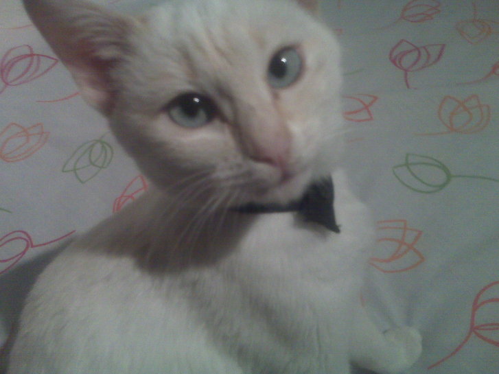 Picture of a cat / kitten / feline