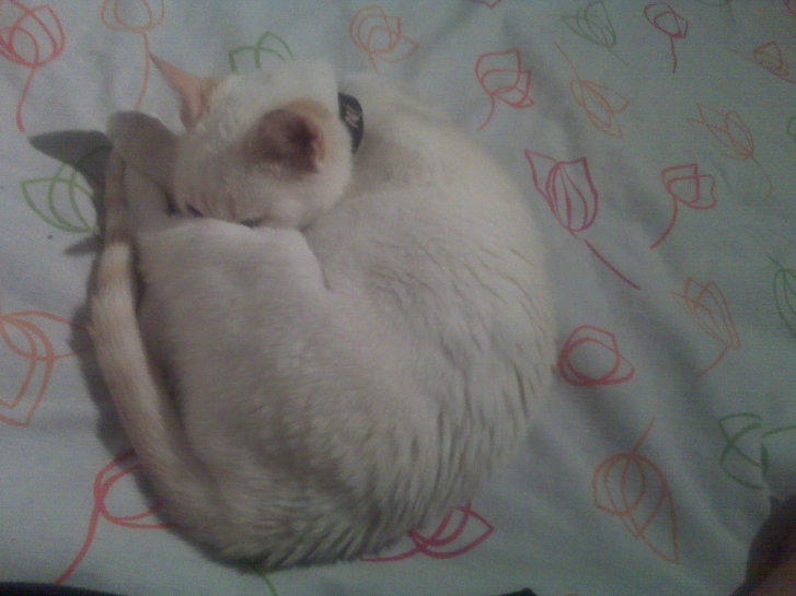 Picture of a cat / kitten / feline