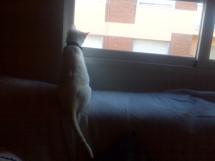 Picture of a cat / kitten / feline