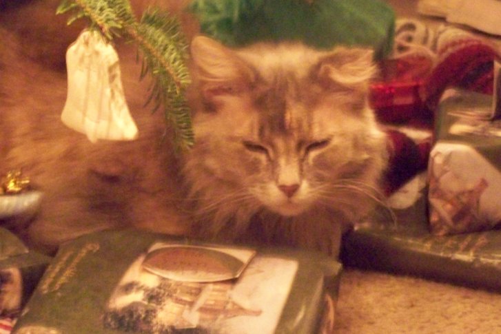 Picture of a cat / kitten / feline