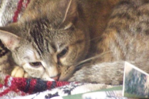 Picture of a cat / kitten / feline