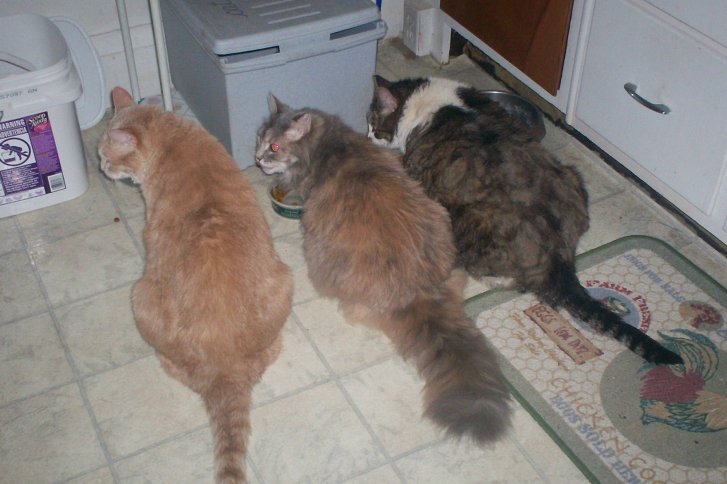 Picture of a cat / kitten / feline