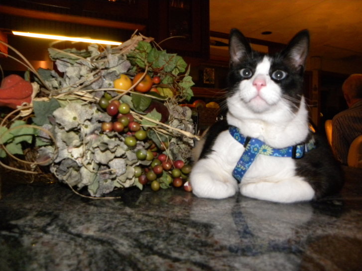 Picture of a cat / kitten / feline