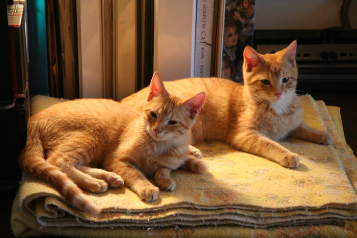 Picture of a cat / kitten / feline