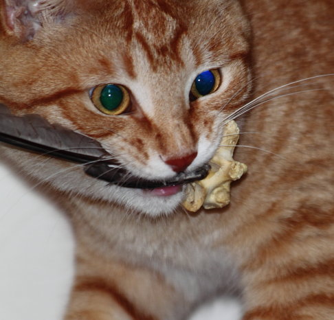 Picture of a cat / kitten / feline