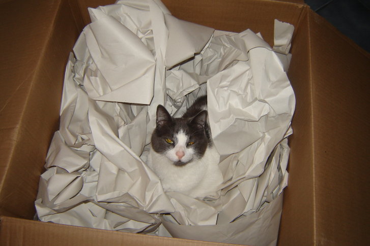 Picture of a cat / kitten / feline