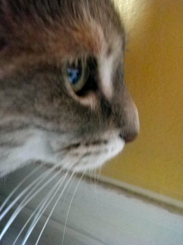 Picture of a cat / kitten / feline